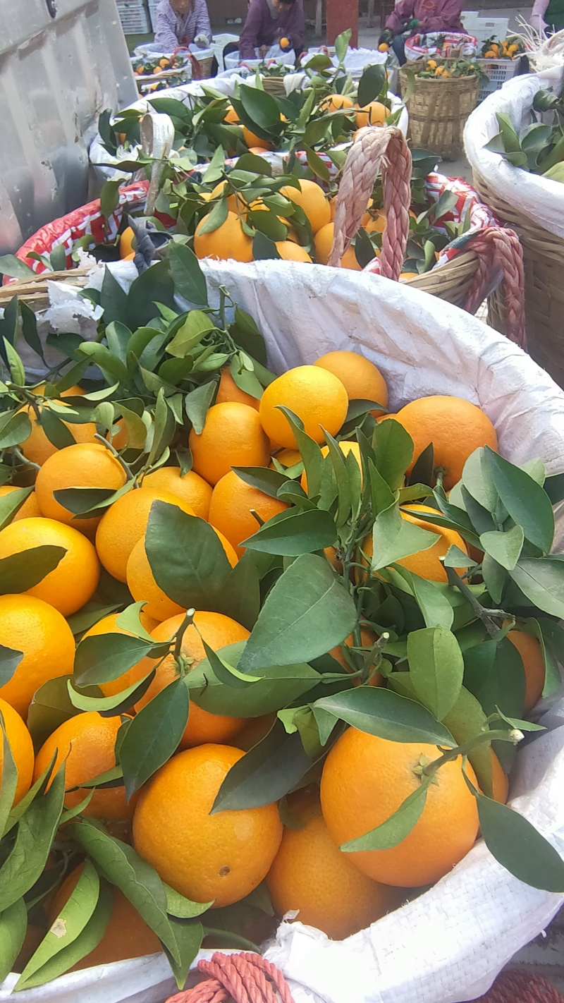 爱媛果冻橙大量上市中，口感好颜色好，货量多爱媛38