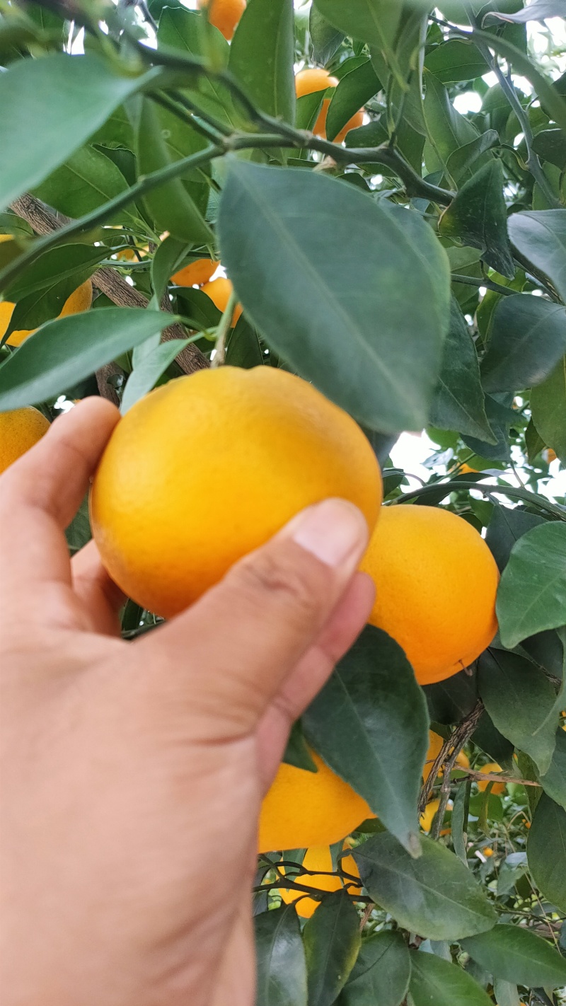 爱媛果冻橙大量上市中，口感好颜色好，货量多爱媛38