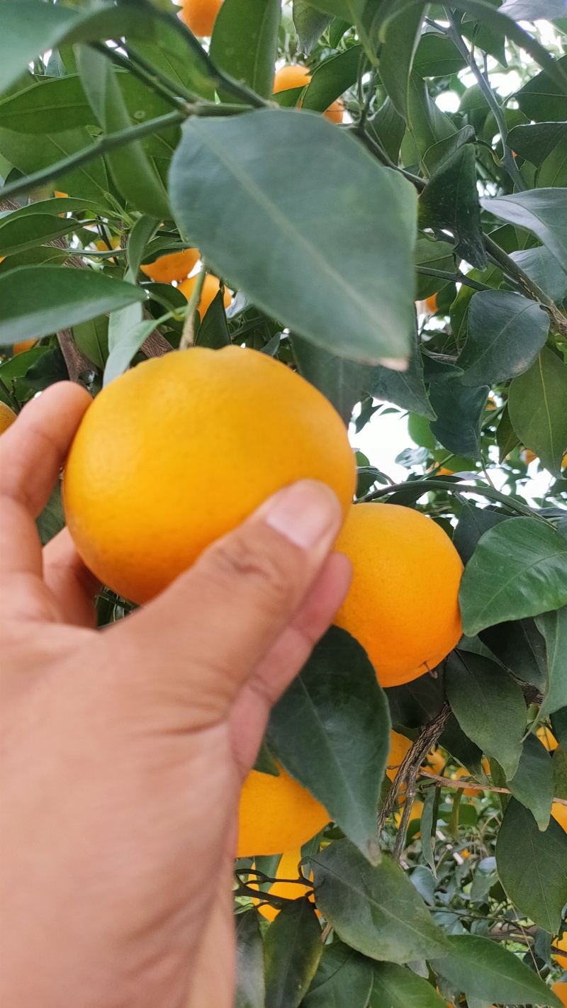 爱媛果冻橙大量上市中，口感好颜色好，货量多爱媛38