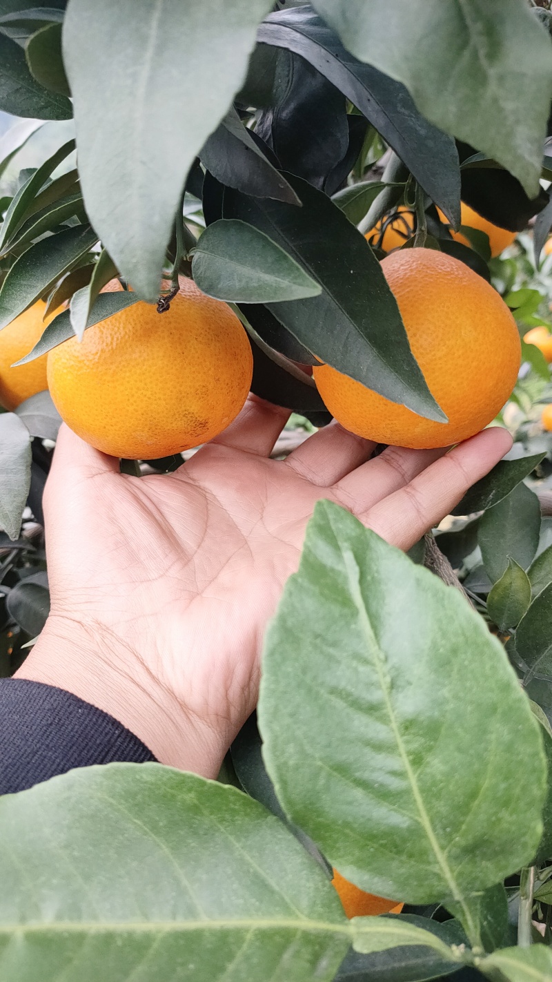 爱媛果冻橙大量上市中，口感好颜色好，货量多爱媛38