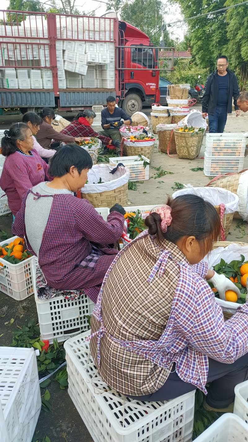 爱媛果冻橙大量上市中，口感好颜色好，货量多爱媛38