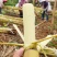 韶关黄皮甘蔗广东甘蔗产地直发对接全国市场电商商超