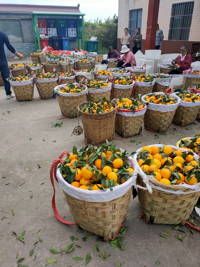 爱媛38果冻橙大量上市中，货源充足，质量好。大基地货