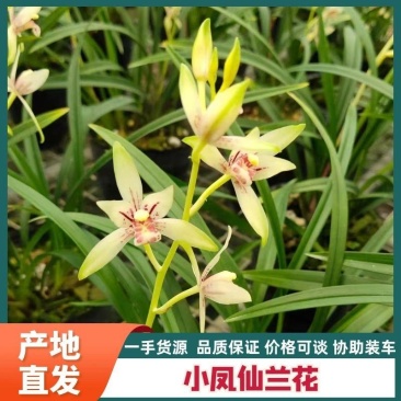 小凤仙兰花包指导漂亮好养好打理品质保障欢迎咨询