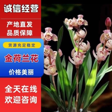 兰花/金荷兰花包指导漂亮好养好打理品质保障
