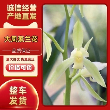 建兰/大凤素兰花物美价廉品质保障量大从优欢迎联系