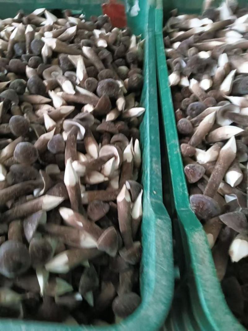 鸡枞菌