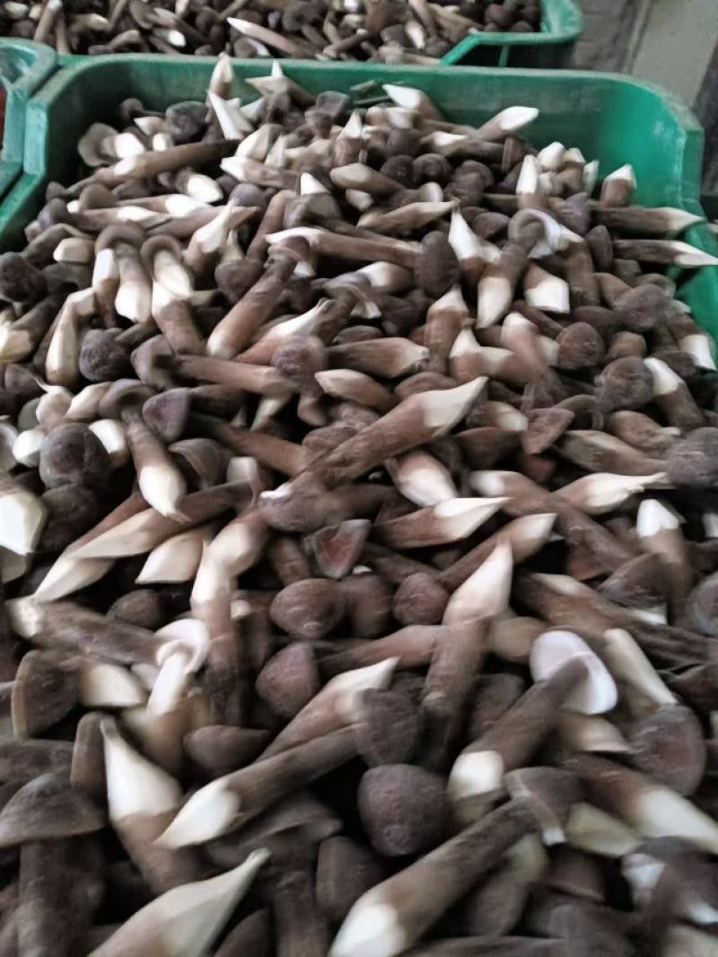 鸡枞菌