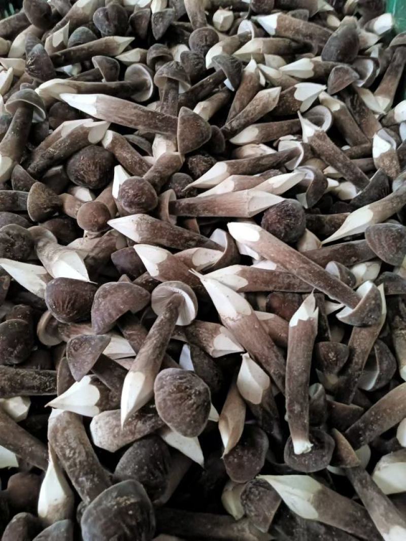 鸡枞菌