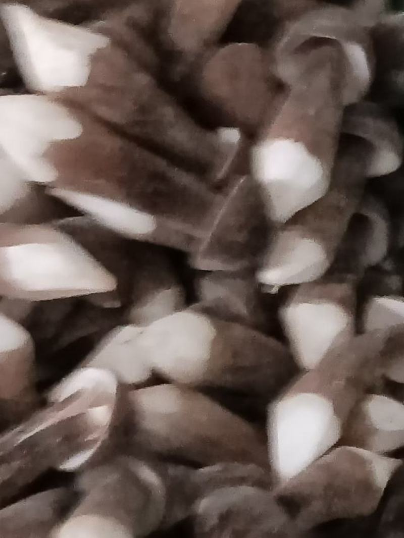 鸡枞菌