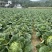 恩施高山露天白菜