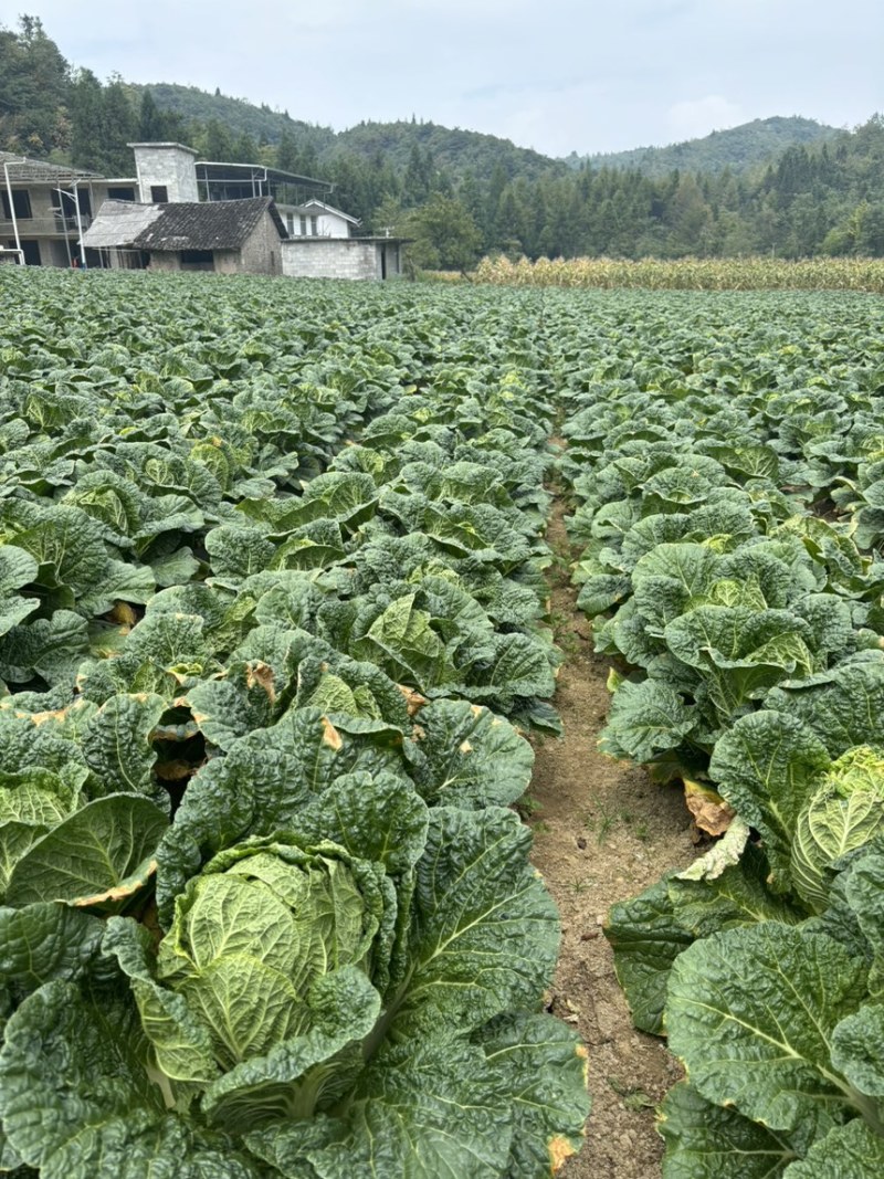 恩施高山露天白菜