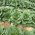 恩施高山露天白菜