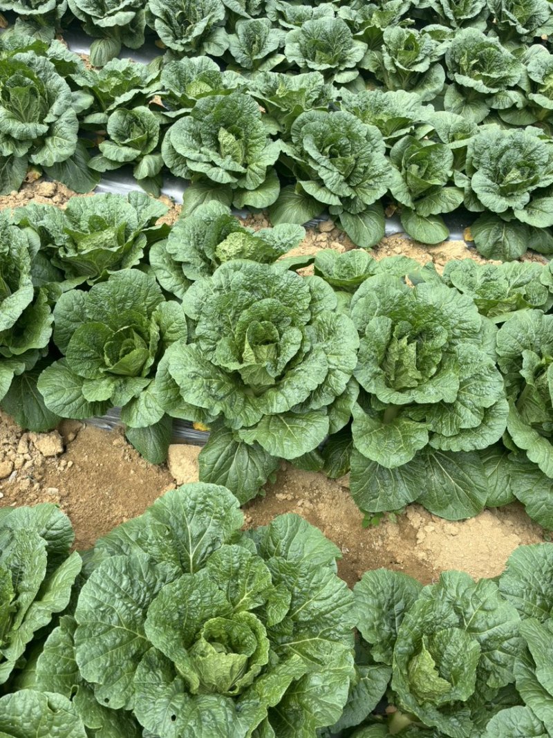 恩施高山露天白菜