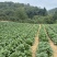 恩施高山露天白菜