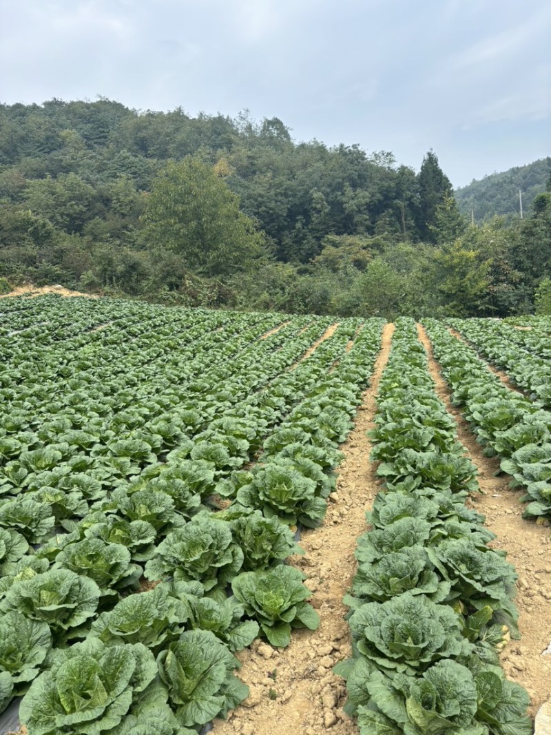 恩施高山露天白菜