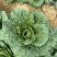 恩施高山露天白菜