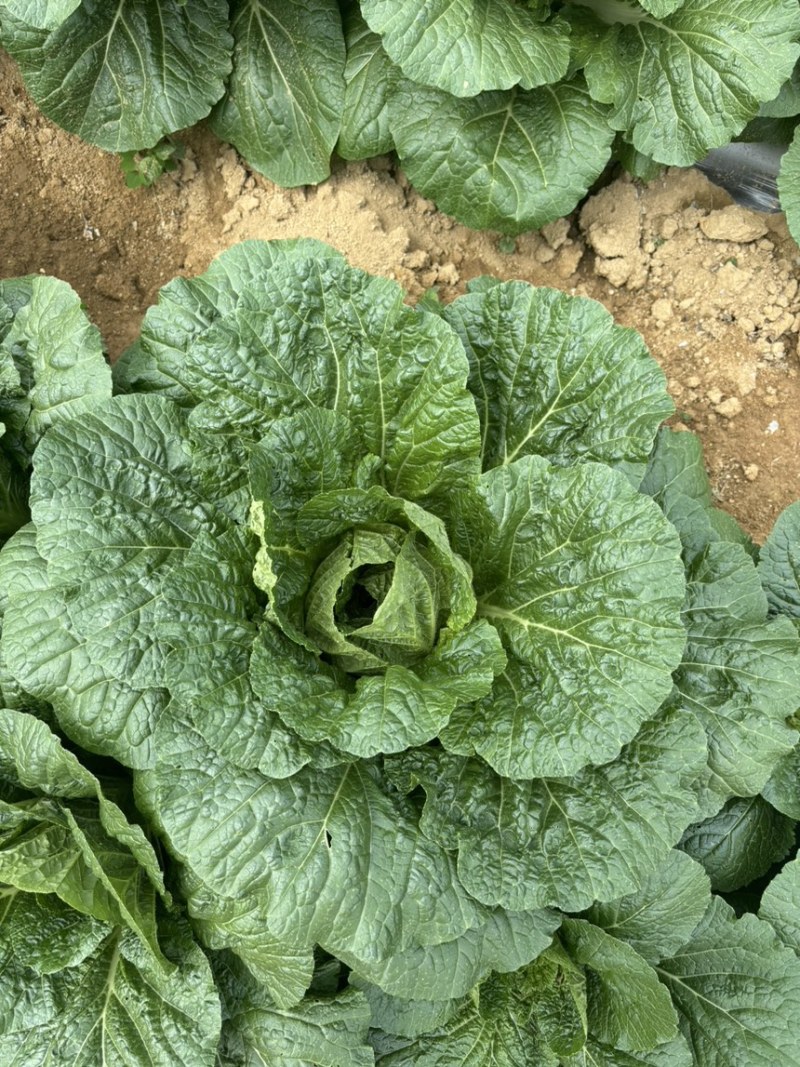 恩施高山露天白菜