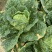 恩施高山露天白菜