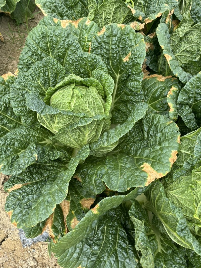 恩施高山露天白菜