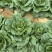 恩施高山露天白菜