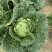 恩施高山露天白菜