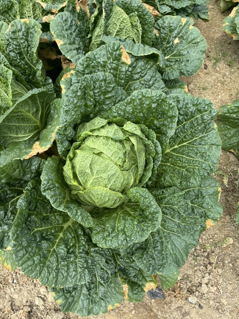 恩施高山露天白菜