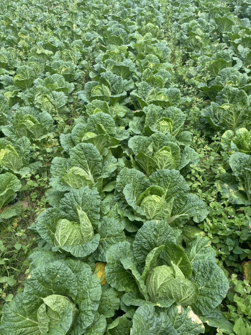 恩施高山露天白菜