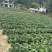 恩施高山露天白菜