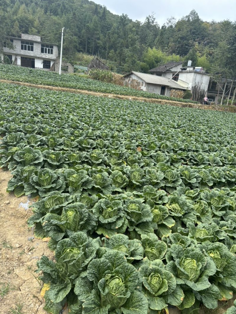 恩施高山露天白菜