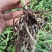 露天紫花白芨驯化苗源头基地实地考察量大从优欢迎来电