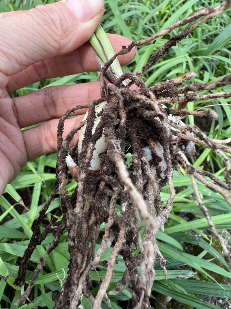 露天紫花白芨驯化苗源头基地实地考察量大从优欢迎来电