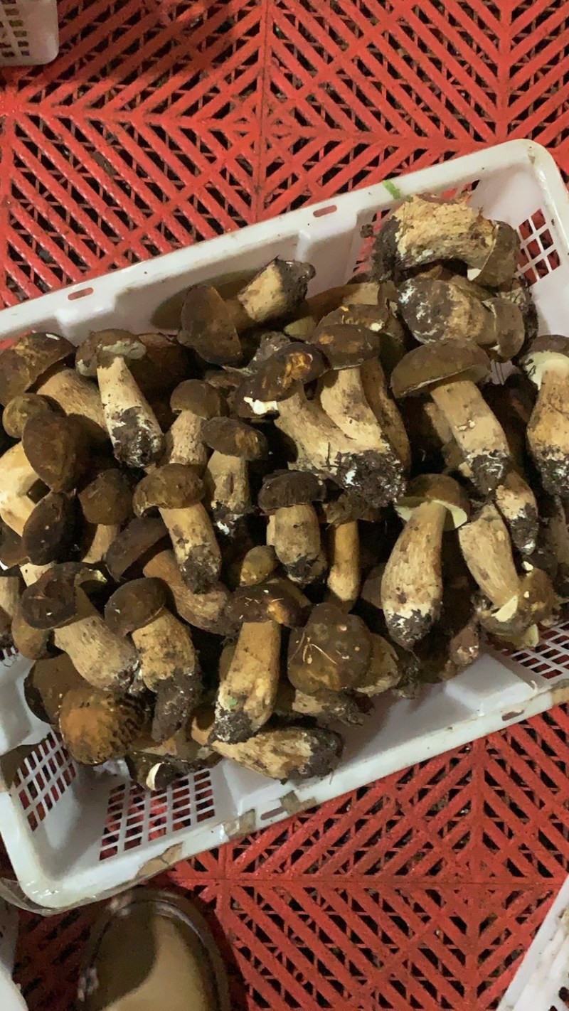 美味牛肝菌