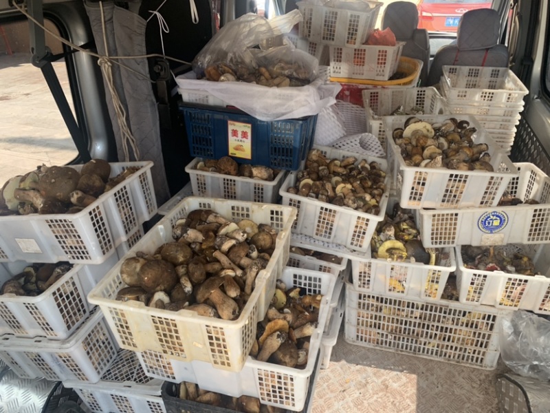 美味牛肝菌