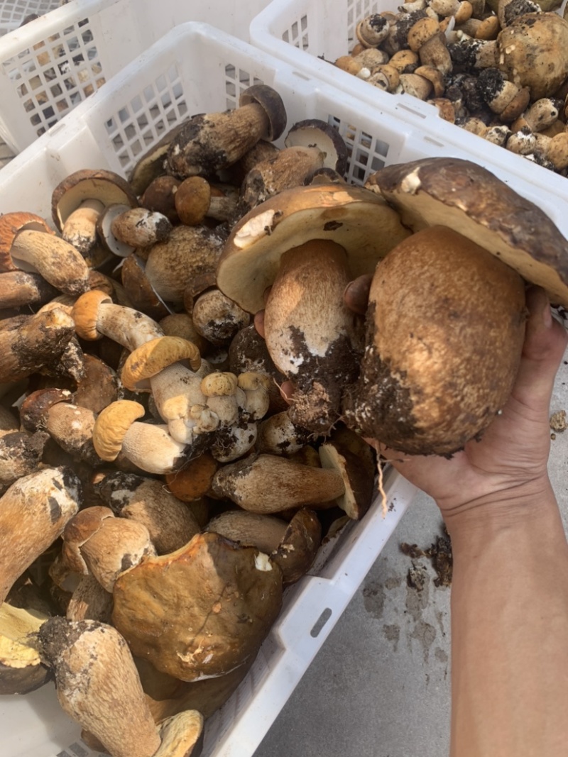 美味牛肝菌