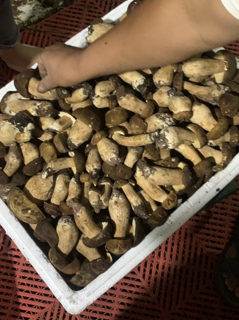 美味牛肝菌