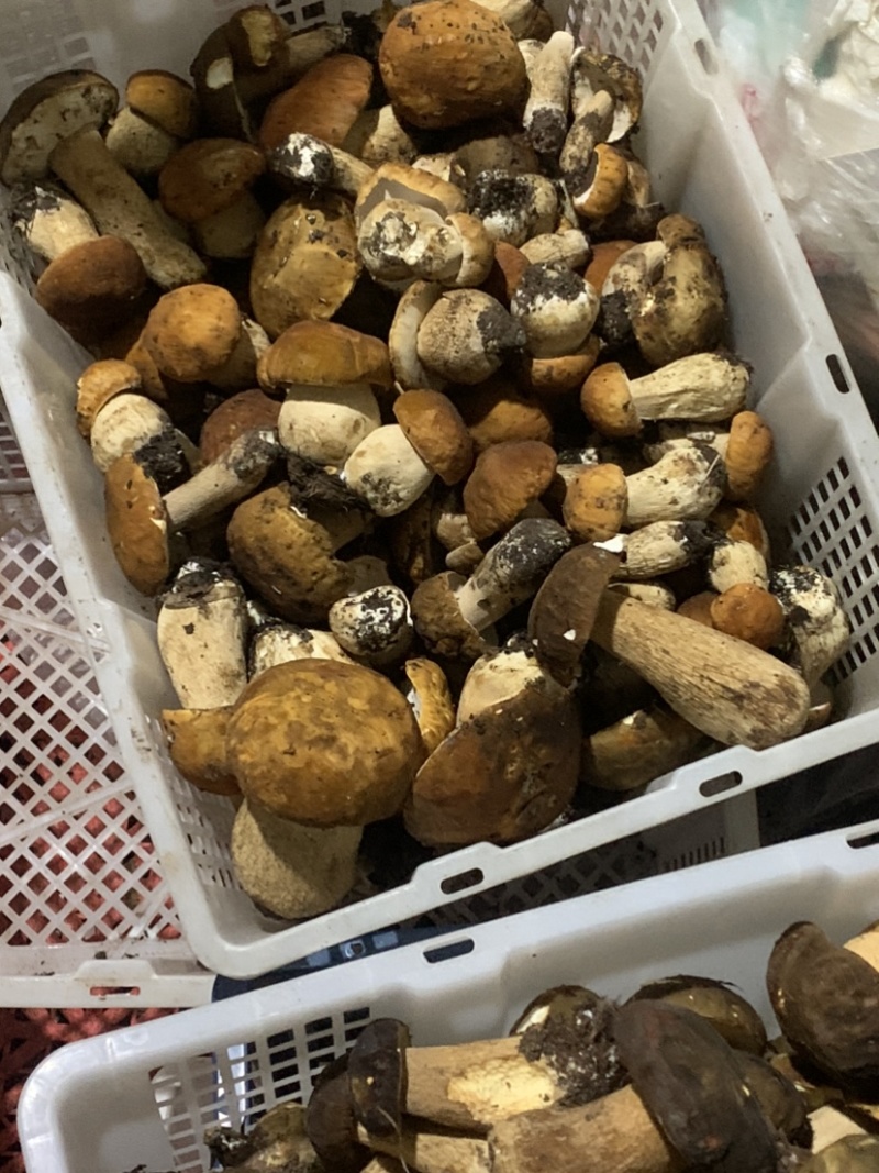 美味牛肝菌