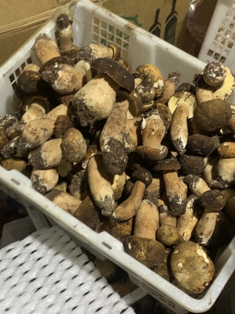 美味牛肝菌