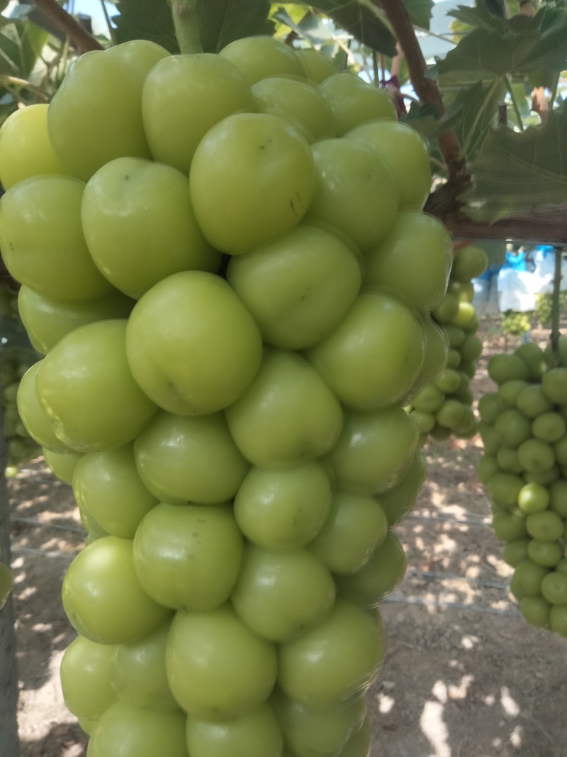 夏邑县阳光玫瑰葡萄大量上市质量保证香甜可口欢迎订购