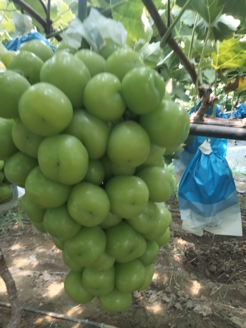 夏邑县阳光玫瑰葡萄大量上市质量保证香甜可口欢迎订购