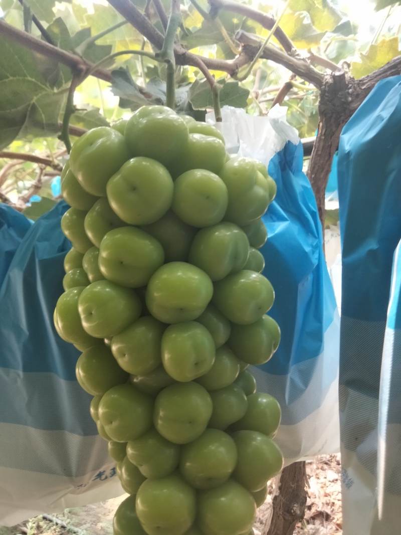 夏邑县阳光玫瑰葡萄大量上市质量保证香甜可口欢迎订购