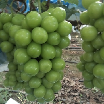 夏邑县阳光玫瑰葡萄大量上市质量保证香甜可口欢迎订购