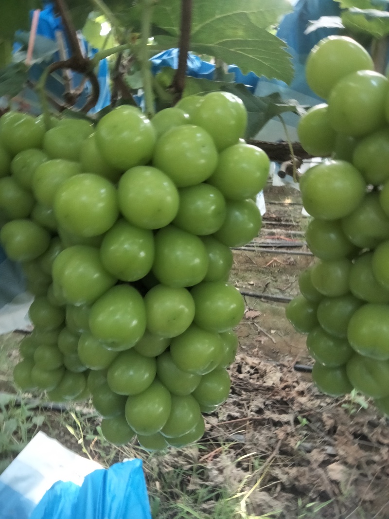 夏邑县阳光玫瑰葡萄大量上市质量保证香甜可口欢迎订购