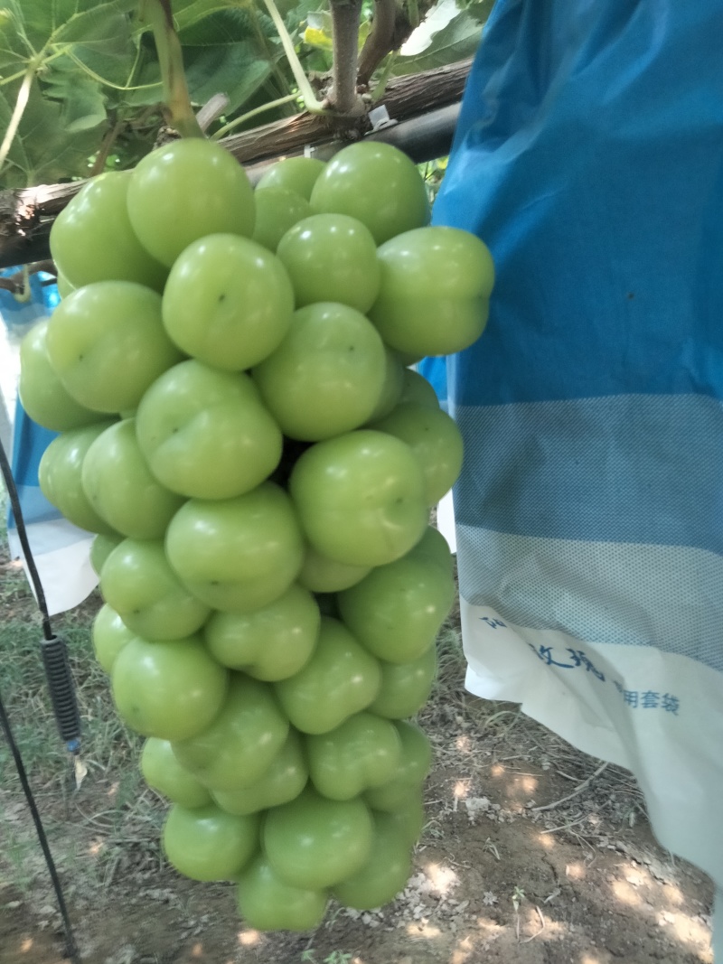夏邑县阳光玫瑰葡萄大量上市质量保证香甜可口欢迎订购