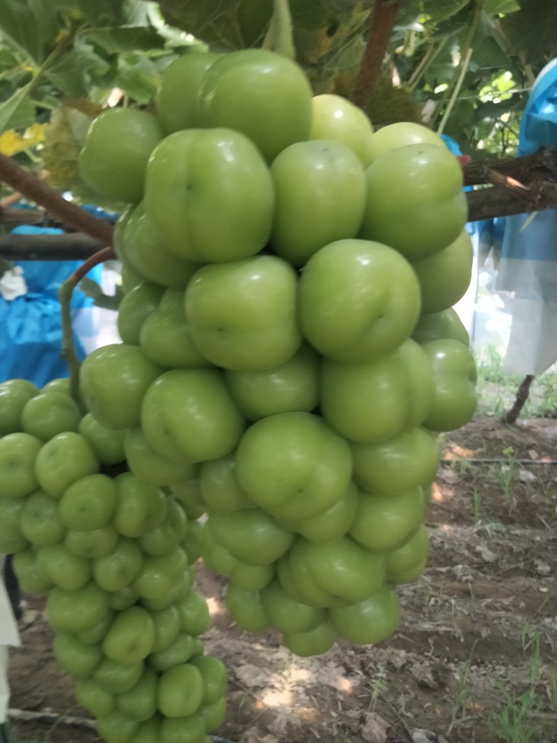 夏邑县阳光玫瑰葡萄大量上市质量保证香甜可口欢迎订购