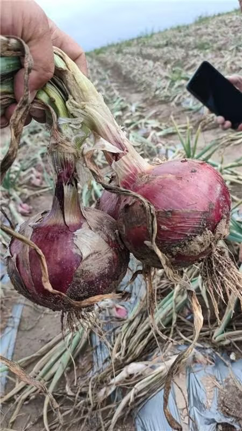内蒙古精选洋葱红皮大量上市产地发货保质保量