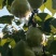 看质量，看品牌，阳信鸭梨，等你来。