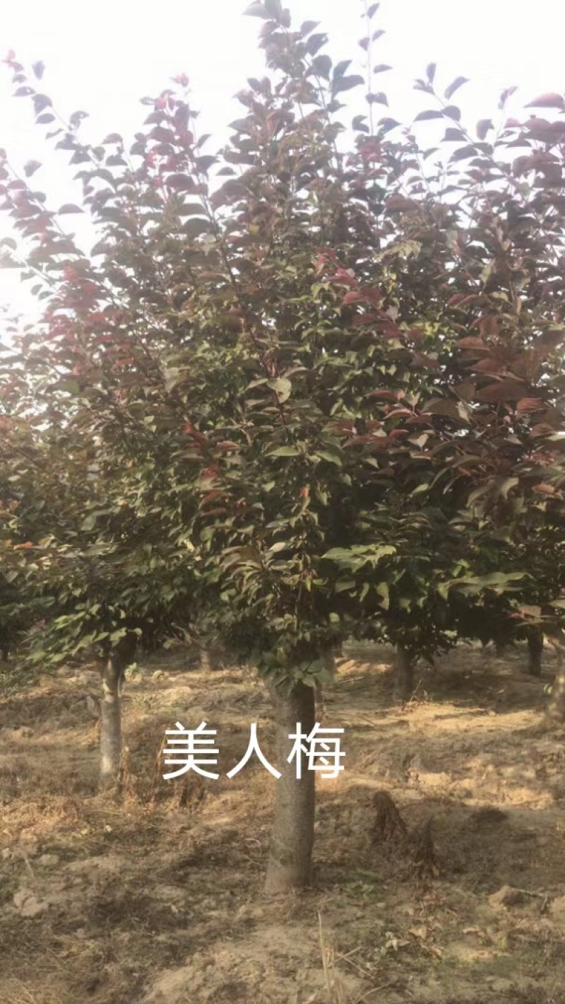 美人梅