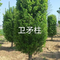 卫矛柱