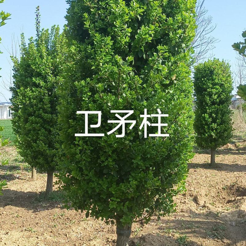 卫矛柱